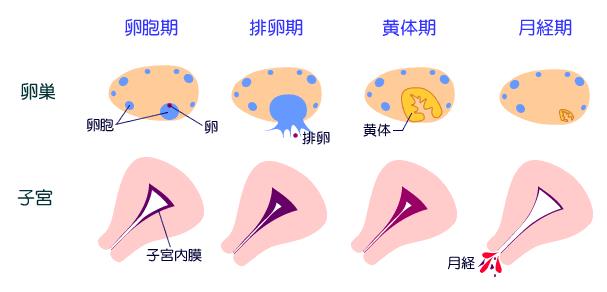 月經