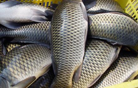 魚(yú)的秘密 哪些人群不適合吃魚(yú)