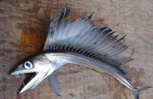 美國海灘驚現(xiàn)恐怖怪魚，滿嘴獠牙會吃人