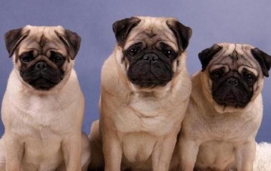 八哥犬多少錢(qián)一條？八哥犬如何喂養(yǎng)