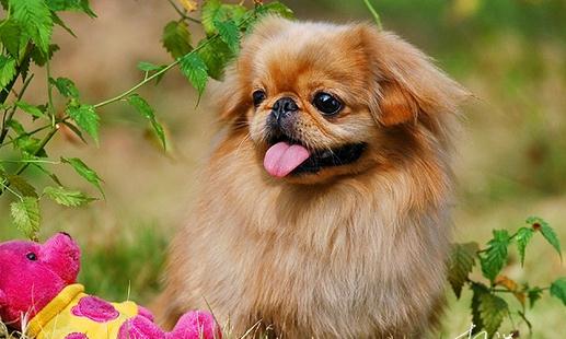 北京犬怎么喂養？京巴犬多少錢一只？