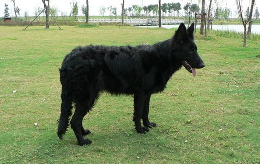 比利時牧羊犬的簡介-比利時牧羊犬喂養