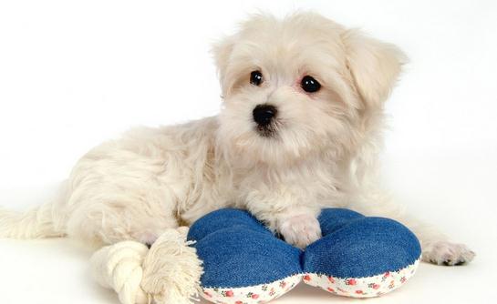 比熊犬多少錢一只？比熊犬如何喂養？