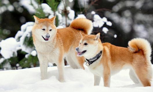 柴犬多少錢一只？柴犬如何喂養？