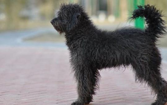 波利犬如何喂養？波利犬多少錢一只？