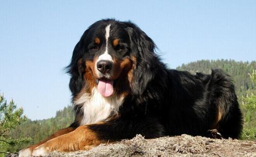 伯恩山犬如何喂養？伯恩山犬怎樣訓練？