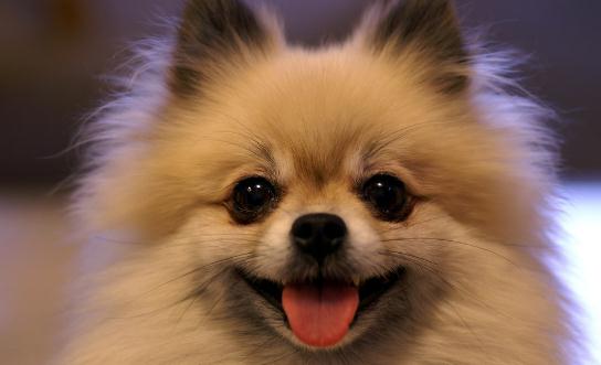 博美狗狗多少錢一條？博美犬怎么訓練？