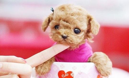 茶杯犬是什么？茶杯犬多少錢一條？