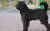 波利犬如何喂養？波利犬多少錢一只？
