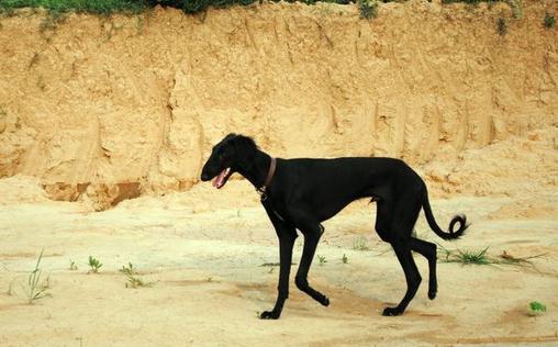 細犬如何喂養？細犬是什么狗？