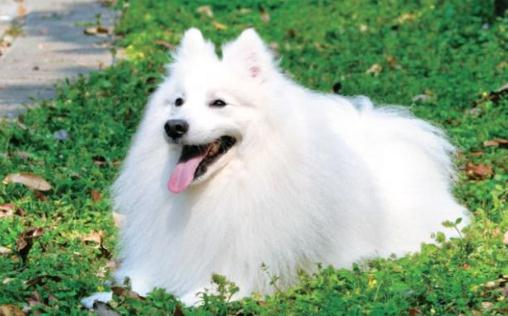 銀狐的特征-銀狐犬怎么喂養(yǎng)？