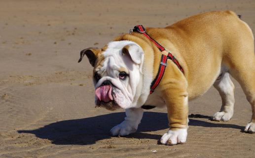 斗牛犬如何喂養(yǎng)？斗牛犬怎么訓(xùn)練？