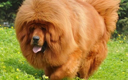 高加索犬是什么品種？高加索犬怎么養？