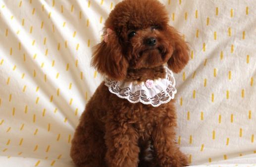 貴賓犬性格溫和嗎？貴賓犬怎么養？