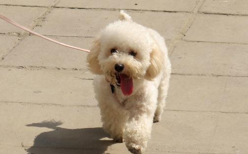 貴婦犬怎么養(yǎng)？貴婦犬好訓(xùn)練嗎？