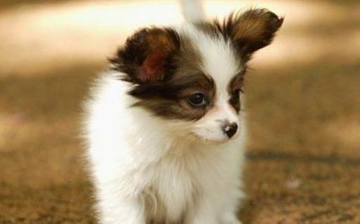 蝴蝶犬多少錢能買到？蝴蝶犬怎么訓練？