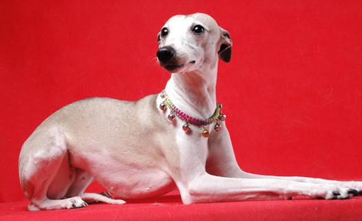 惠比特犬是什么？惠比特犬怎么養？