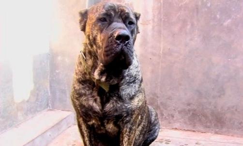 加納利犬多少錢能買到？加納利犬怎么養？