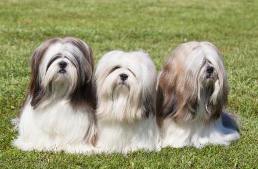 拉薩犬是什么？拉薩犬多少錢能買？