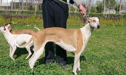 靈緹犬如何喂養？靈緹犬是什么狗？