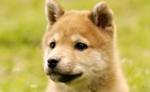 秋田犬是什么品種？秋田犬怎么養(yǎng)？