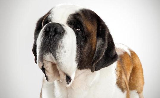 圣伯納犬如何訓(xùn)練？圣伯納犬怎么養(yǎng)？