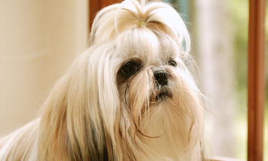 西施犬如何喂養？西施犬多少錢？