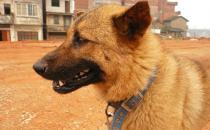 中華田園犬是什么狗？中華田園犬怎樣訓練？