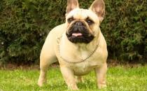 法國(guó)斗牛犬怎么養(yǎng)？法國(guó)斗牛犬怎么訓(xùn)練？