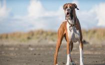 拳師犬的簡介-拳師犬怎么喂養？