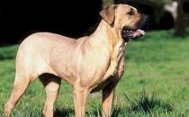 土佐犬是什么狗？土佐犬怎么養(yǎng)？