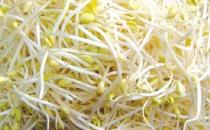 毒豆芽危害大 如何鑒別毒豆芽？