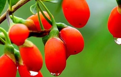 男性養(yǎng)生冬季進(jìn)補(bǔ)壯陽的六大食物