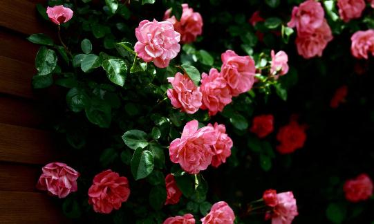 薔薇的介紹-薔薇對家居環(huán)境的影響
