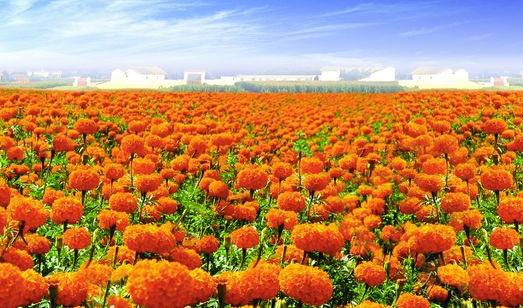萬壽菊怎么養護？萬壽菊的特征