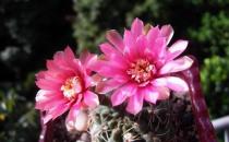 緋花玉怎么養殖？緋花玉的簡介