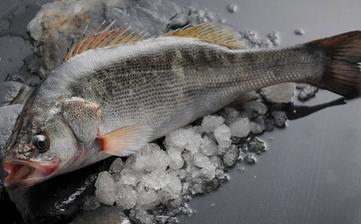 鱸魚_鱸魚的營(yíng)養(yǎng)價(jià)值,營(yíng)養(yǎng)成分,功效與作用,清蒸鱸魚的做法大全 鱸魚_鱸魚的營(yíng)養(yǎng)價(jià)值,營(yíng)養(yǎng)成分,功效與作用,清蒸鱸魚的做法大全