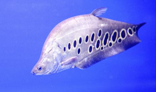 七星刀魚(yú)的風(fēng)水學(xué)應(yīng)用-七星刀魚(yú)的魚(yú)缸擺放位置