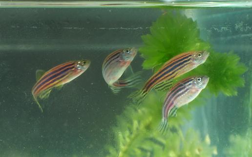 斑馬魚的品種介紹-斑馬魚怎么樣？