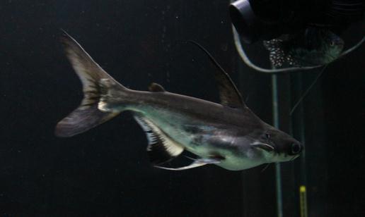 成吉思汗魚的壽命-成吉思汗魚的品種介紹
