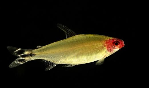 紅鼻剪刀怎么樣？紅鼻剪刀是什么魚？