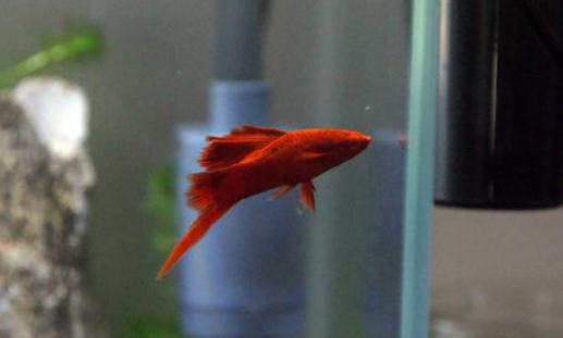 紅箭魚(yú)的品種介紹-紅箭魚(yú)怎么樣？