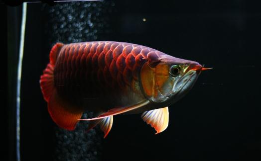 紅龍魚的如何養護？養紅龍魚好嗎？