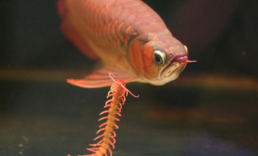 龍魚(yú)如何養(yǎng)護(hù)？龍魚(yú)是什么？