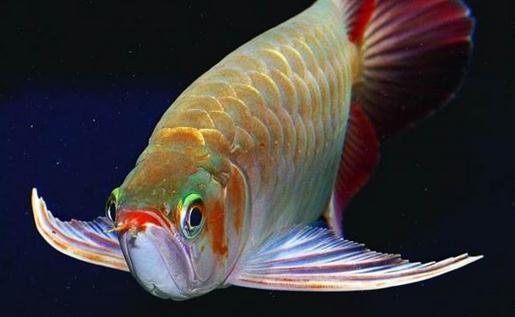 龍魚的風水學應用有哪些？