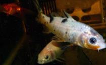 錦鯉魚的基本介紹-錦鯉魚如何養護？
