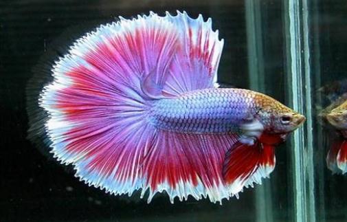 泰國斗魚的價格-泰國斗魚怎么養？