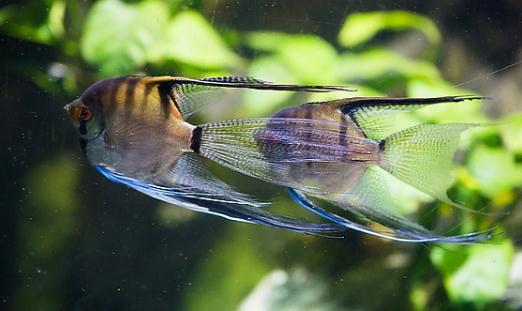 燕魚的品種介紹-燕魚怎么樣？