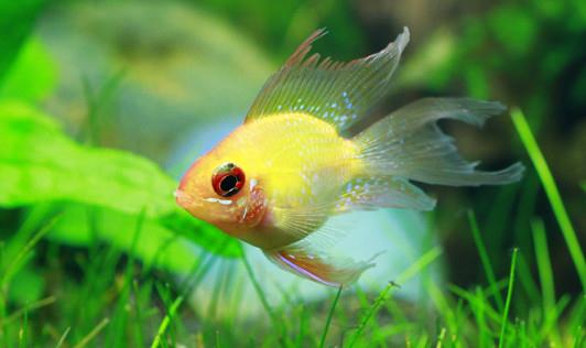 寶蓮燈魚是怎樣的？寶蓮燈魚怎么養？