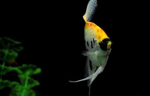 玻璃神仙魚怎么養？玻璃神仙魚的飼養環境